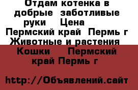 Отдам котенка в добрые, заботливые руки. › Цена ­ 10 - Пермский край, Пермь г. Животные и растения » Кошки   . Пермский край,Пермь г.